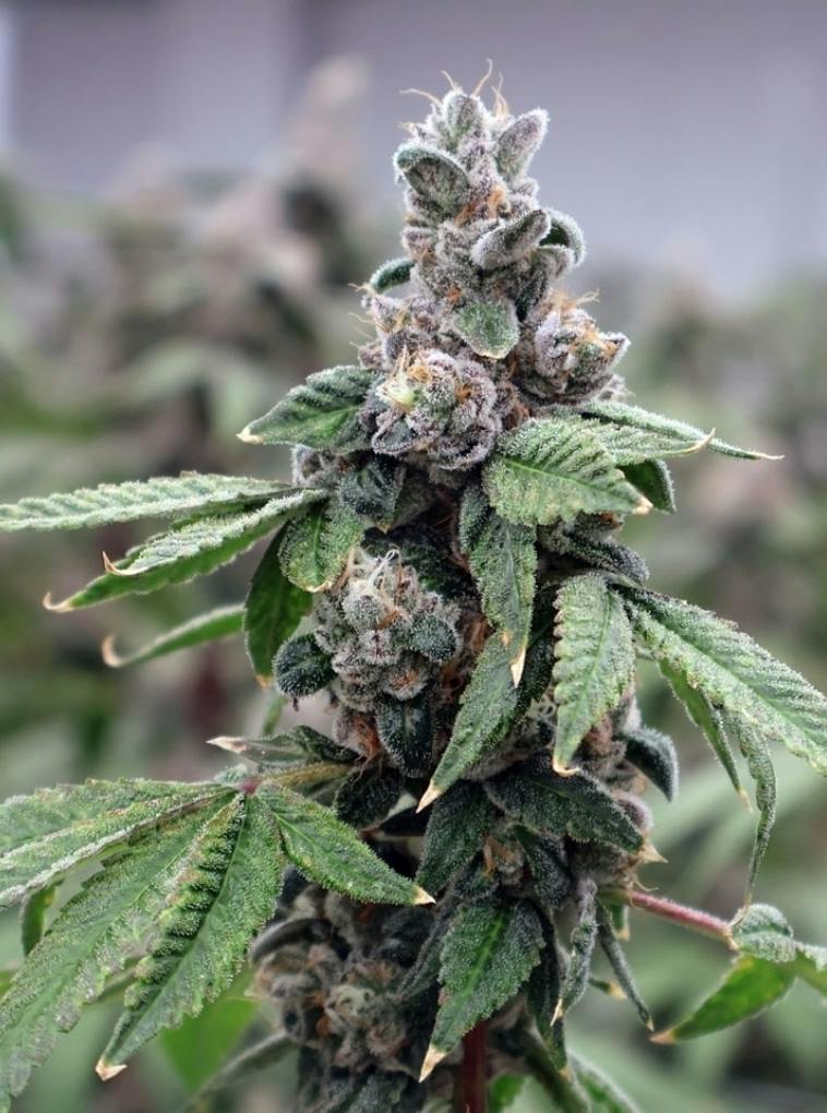 Apple Fritter