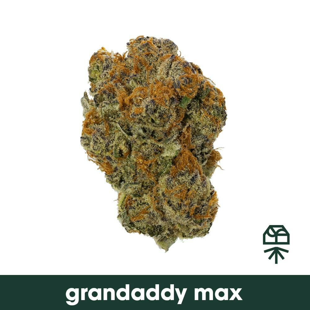 Grandaddy Max Big Buds
