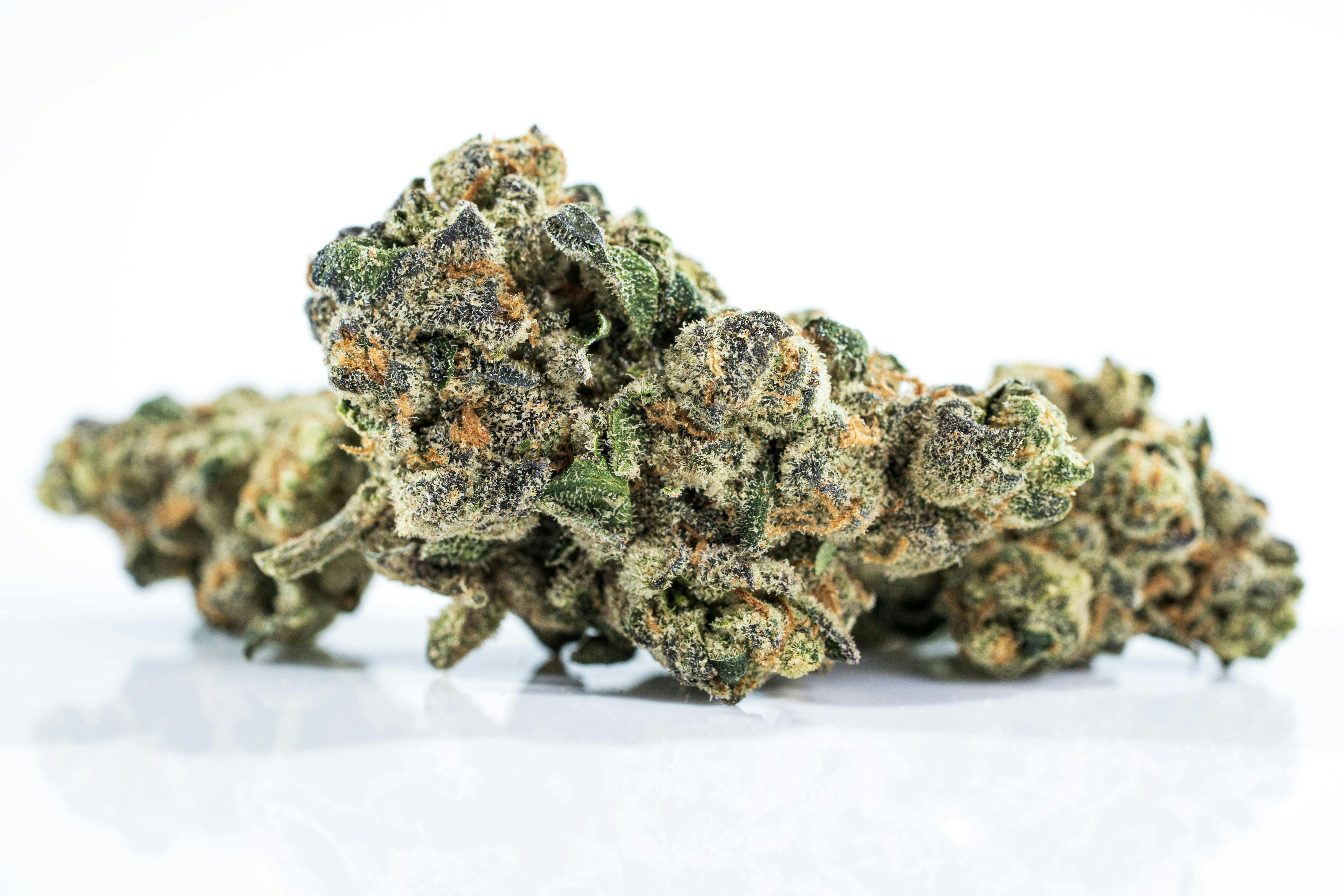 Gator Breath | Big Buds | 3.5g by Strane