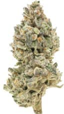 BC Organic Pineapple Sour | Big Buds | 3.5g