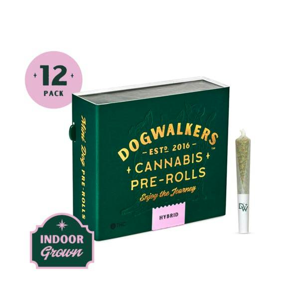 Creamsicle Sunset | Mini Joints | 0.35g | 12pk by Dogwalkers