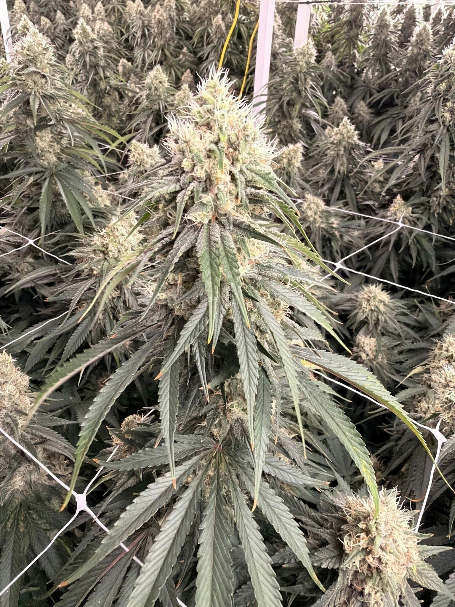Mary's Poppin | Flower | 7g by Delta Bud Company