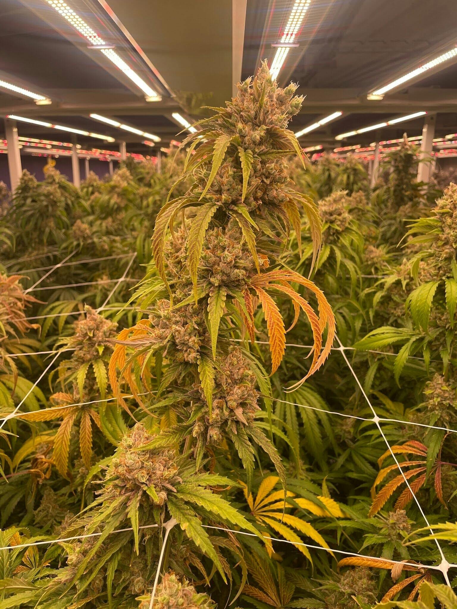 Laughing Buddha | Flower | 7g