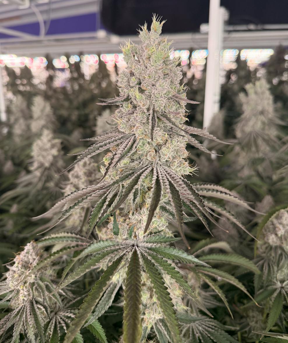 Lazy Susan | Flower | 7g at Star Buds Medical Cannabis Dispensary Greenwood