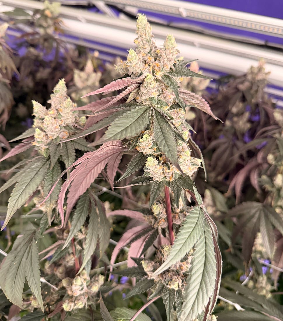 Shagzilla | Flower | 3.5g at DABBS Cannabis Dispensary