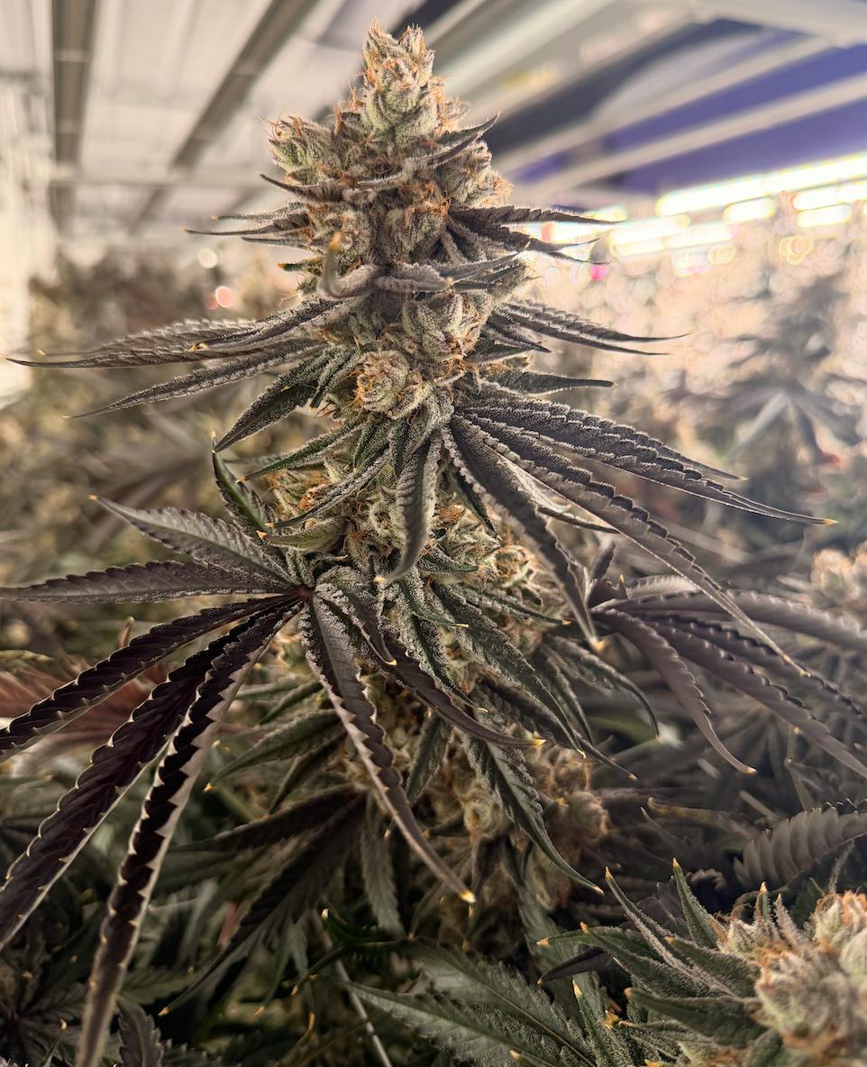 Goblin Breath | Flower | 7g