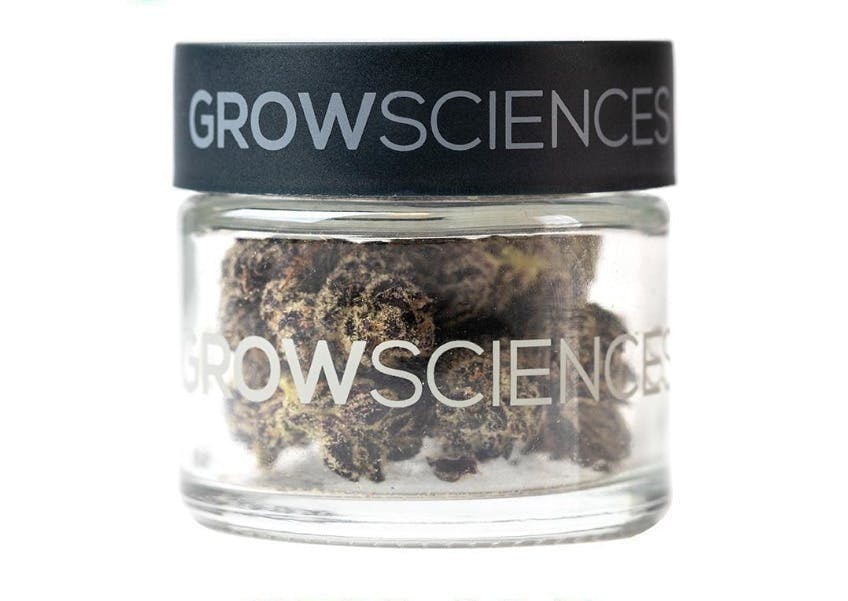 Hashburger · Big Buds