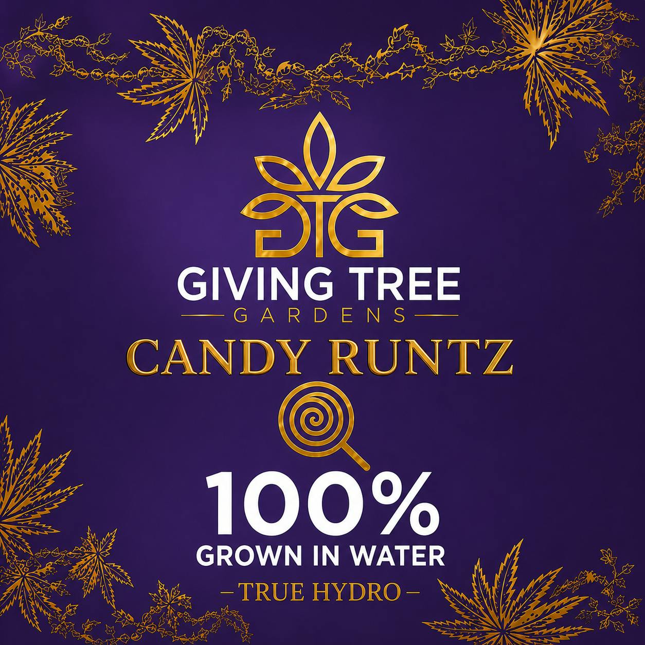 Candy Runtz – Deli Flower | 100% WATER GROWN • TRUE HYDRO by Giving Tree Gardens