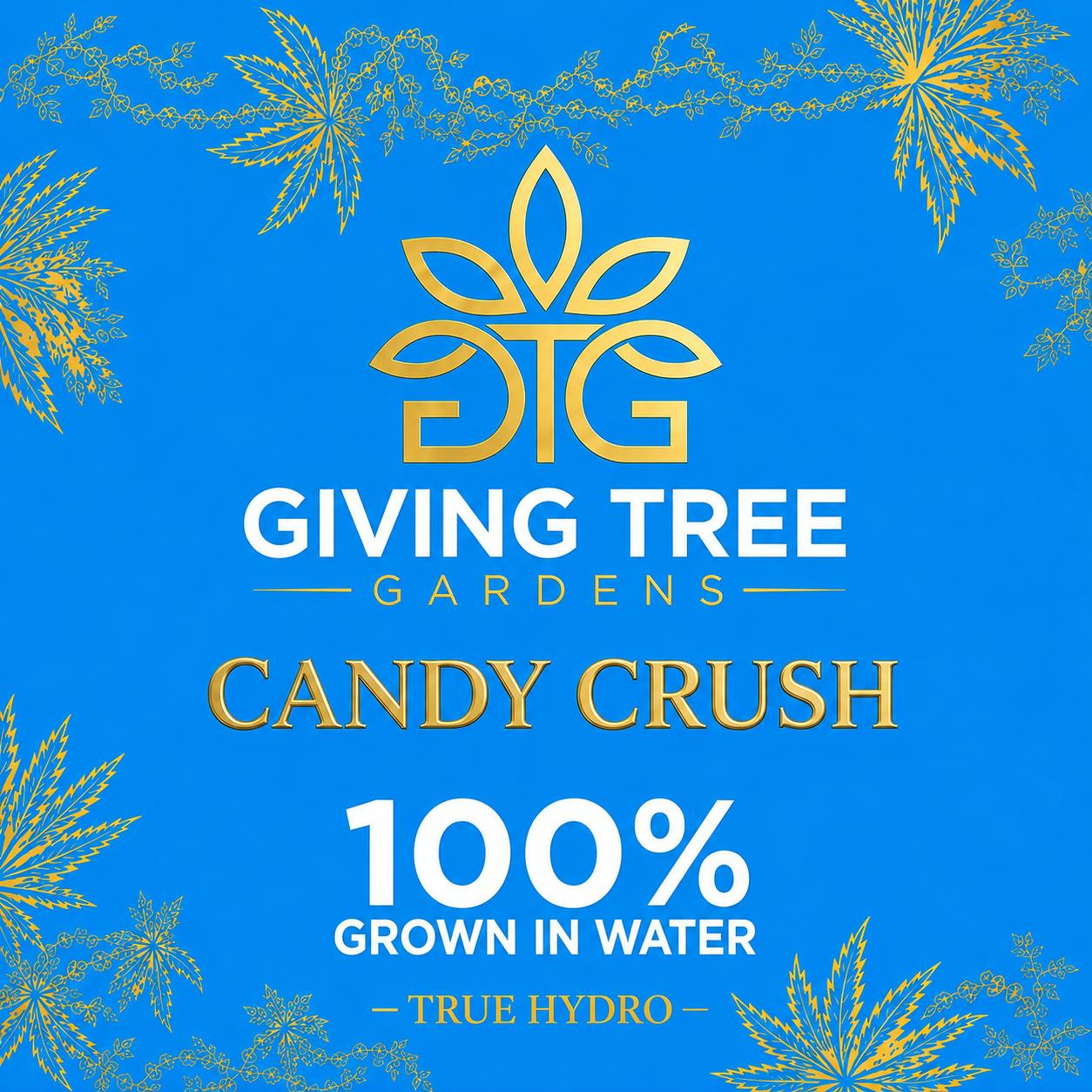 Candy Crush – Deli Flower | 100% WATER GROWN • TRUE HYDRO