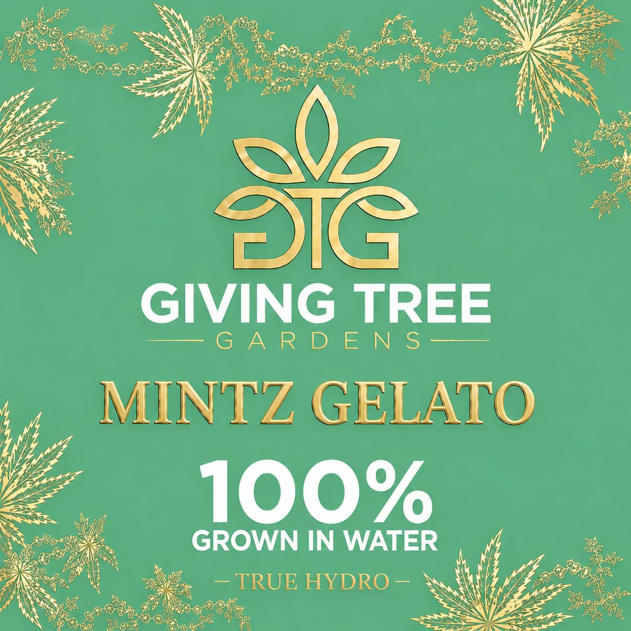 Mintz Gelato – Deli Flower | 100% WATER GROWN • TRUE HYDRO by Giving Tree Gardens