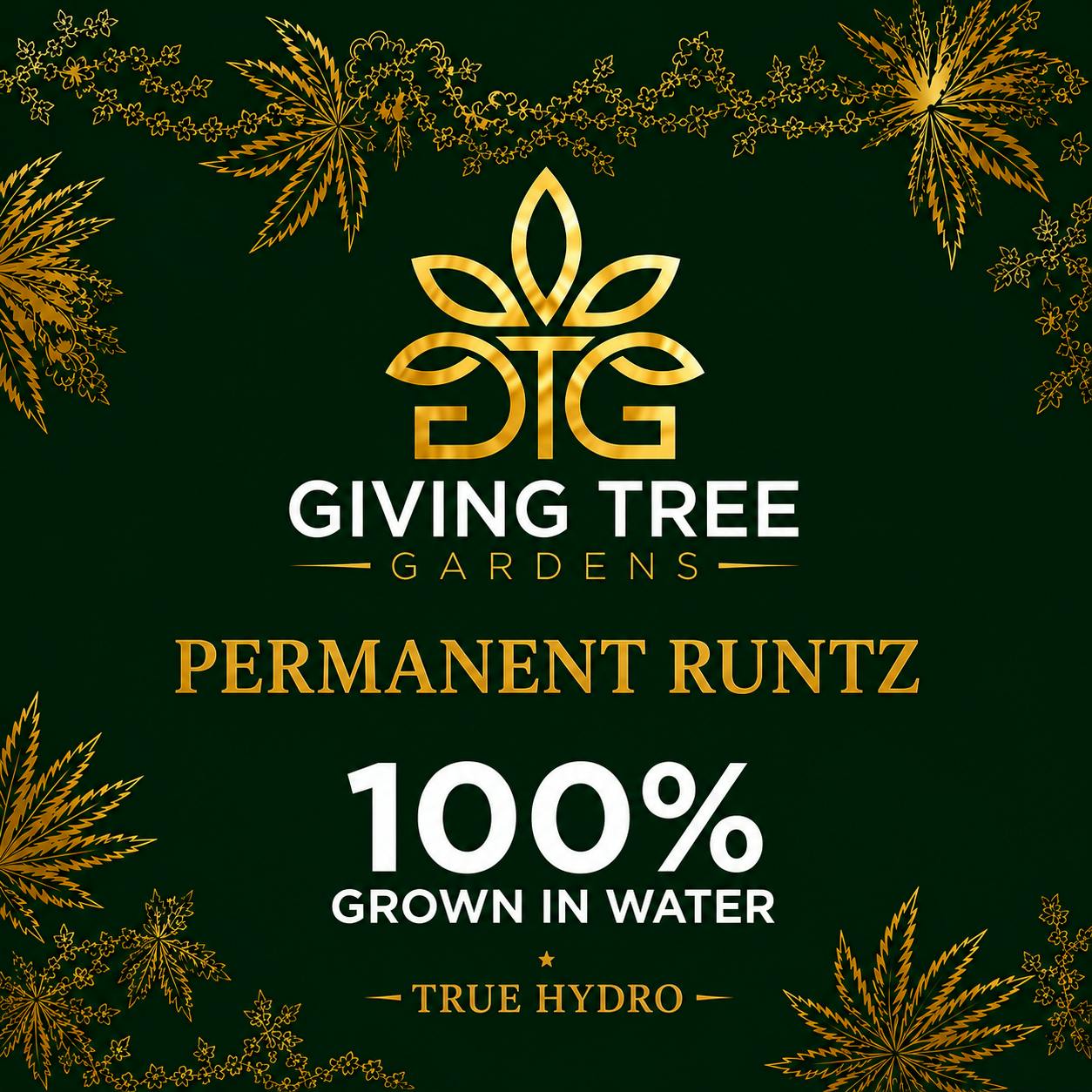 Permanent Runtz – Deli Flower | 100% WATER GROWN • TRUE HYDRO