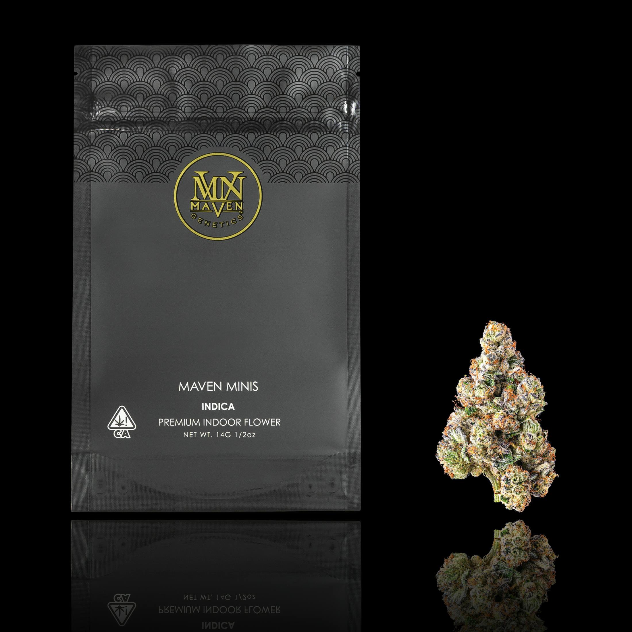 Maven Genetics: French Butter Maven Minis