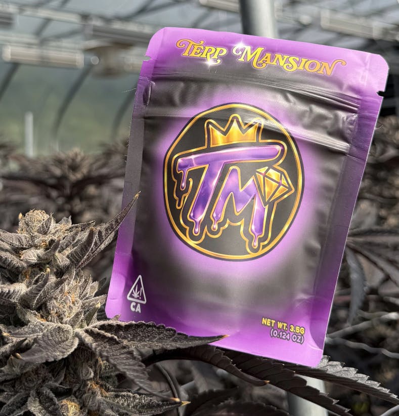 TERP MANSION: Gelato 41