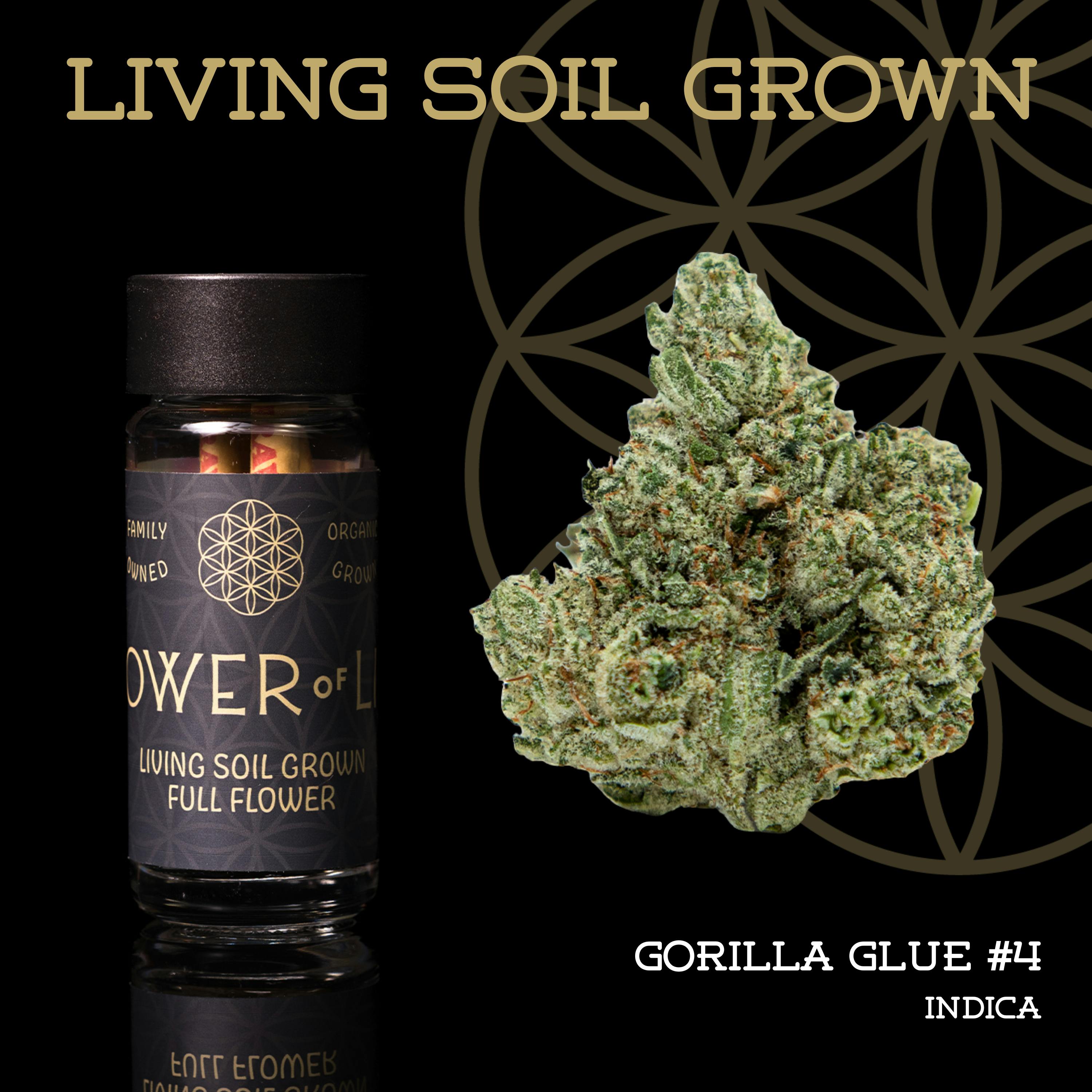 GG4 | Pre-Roll 5-Pack | 2.5g | Living Soil by Flower of Life