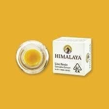 Himalaya: Gurple - Live Resin Concentrate - 1g
