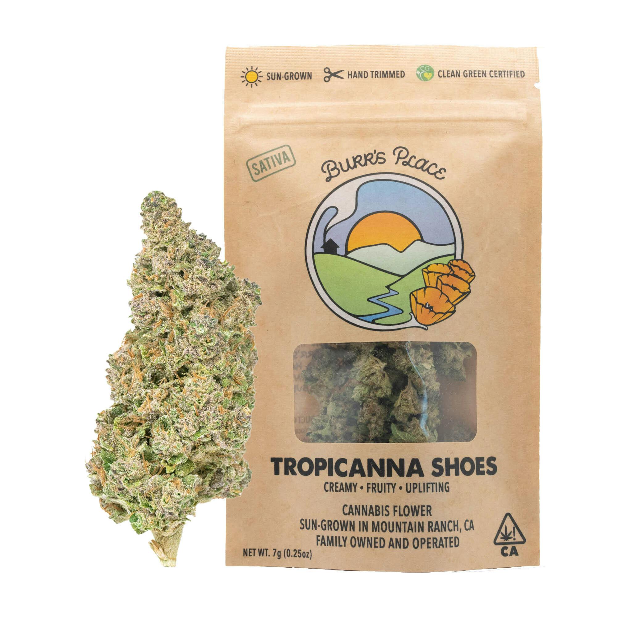 Burr's Place: Tropicanna Shoes