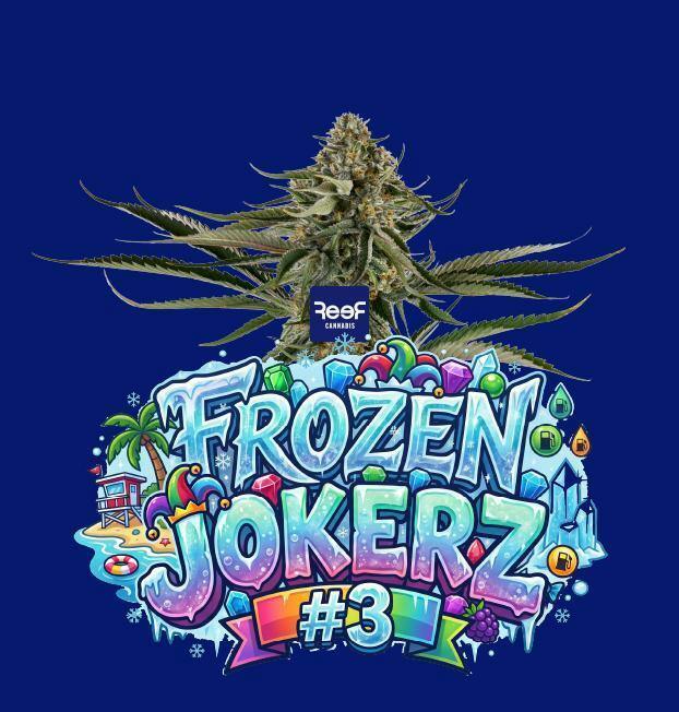 Frozen Jokerz #3 Whole Flower at Curaleaf Dispensary Punta Gorda