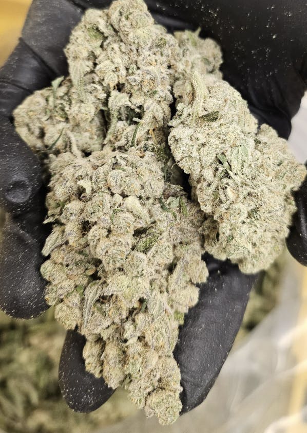 Peaceful Puppy | Big Buds | 3.5g at Star Buds Medical Cannabis Dispensary Greenwood