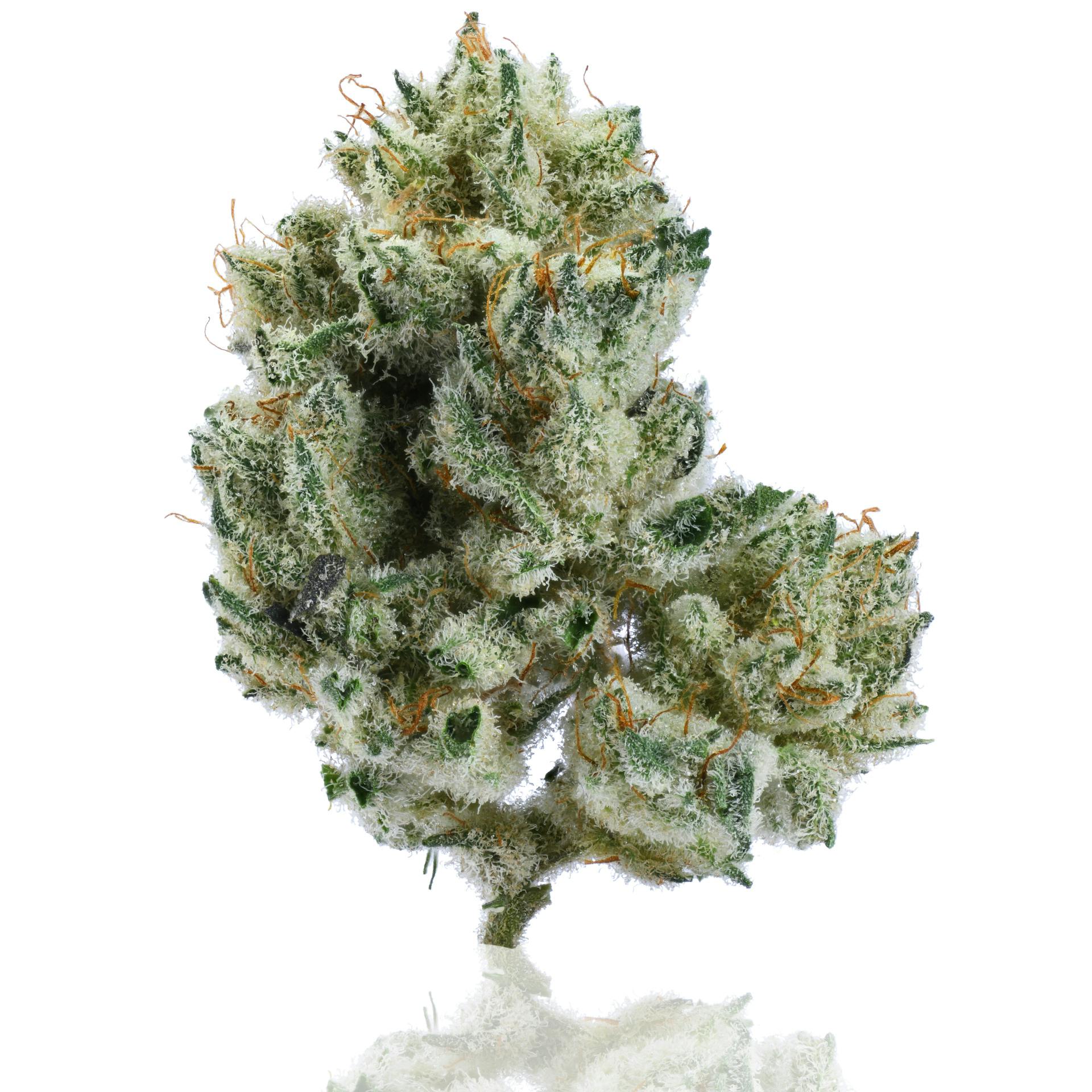 CAM | Cobra Chi | Big Buds | 7g