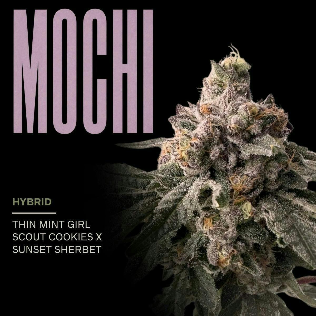 Mochi | 1g at Treeotics