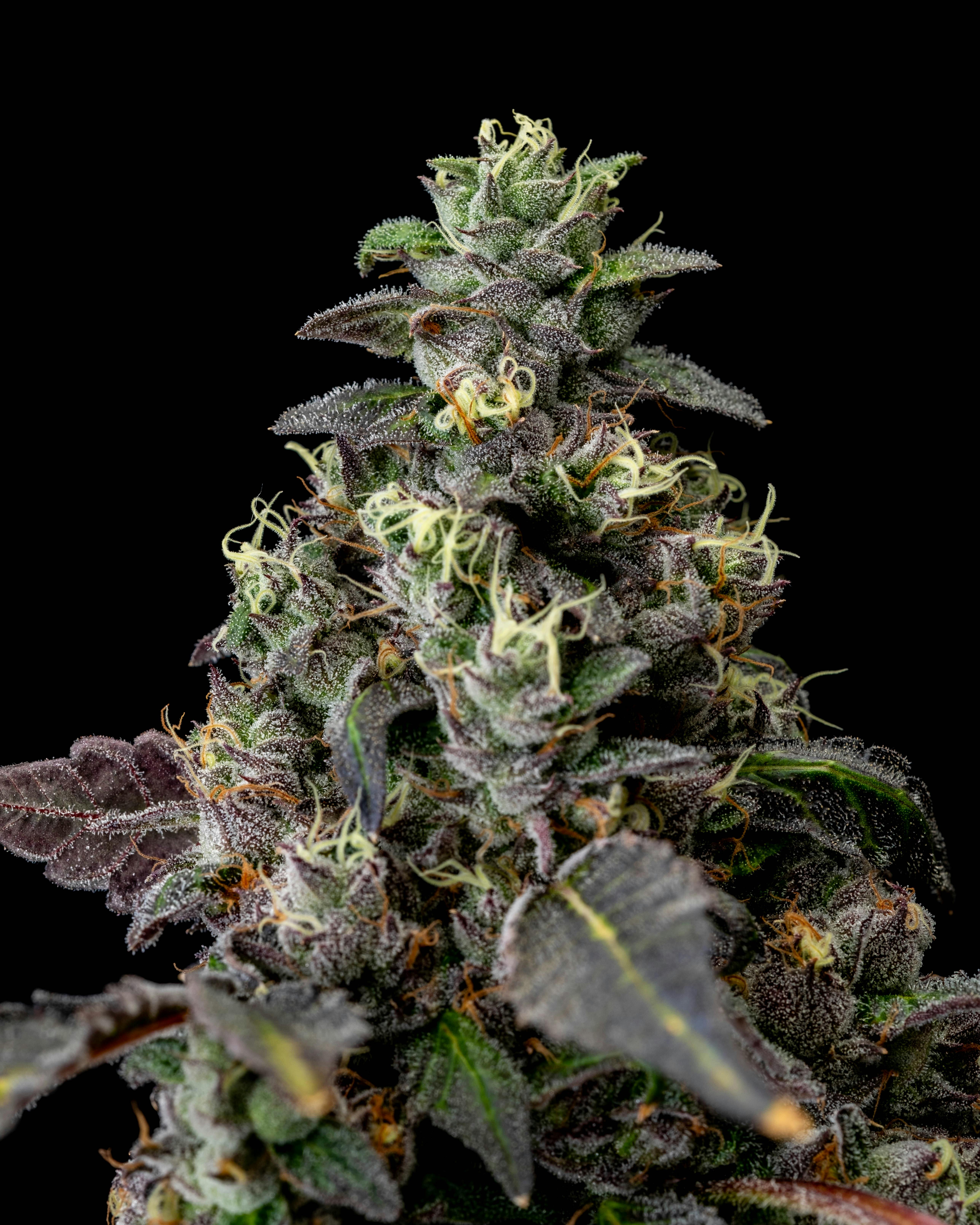 Sherb Cream Pie
