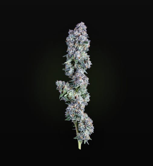 Dc & Wv Chadberry Big Buds