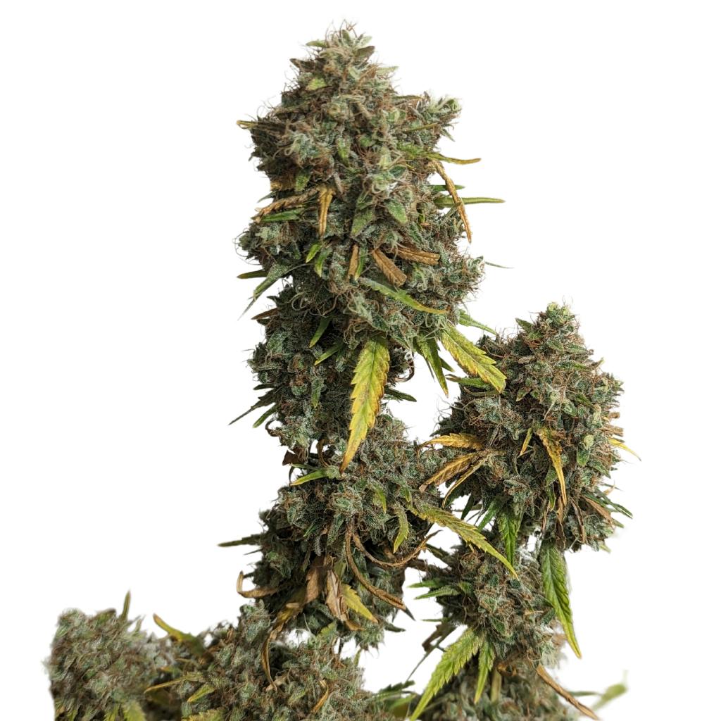 Jack Herer | Feminized Seeds | 5 Pack