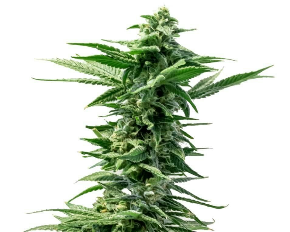 Pineapple Express | Feminized Seeds | 5 Pack