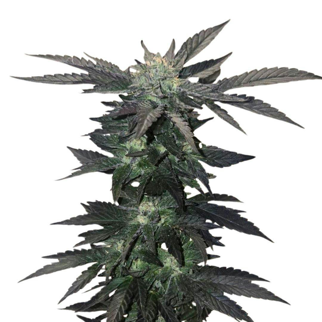 Apple Cobbler | Feminized Seeds | 5 Pack