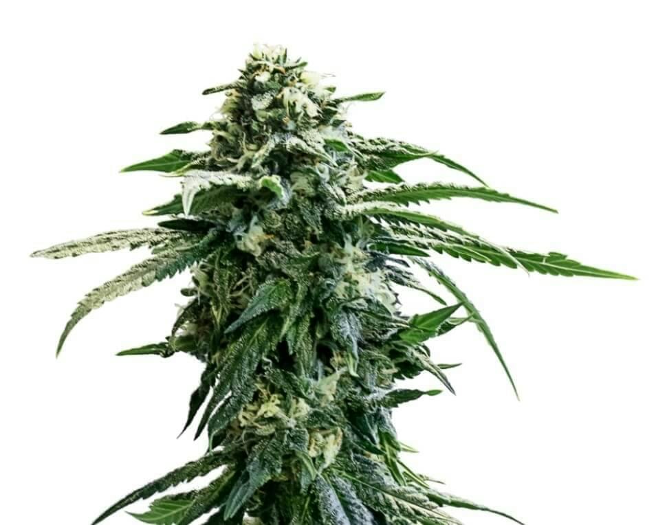 AK-47 Auto | Feminized Seeds | 5 Pack
