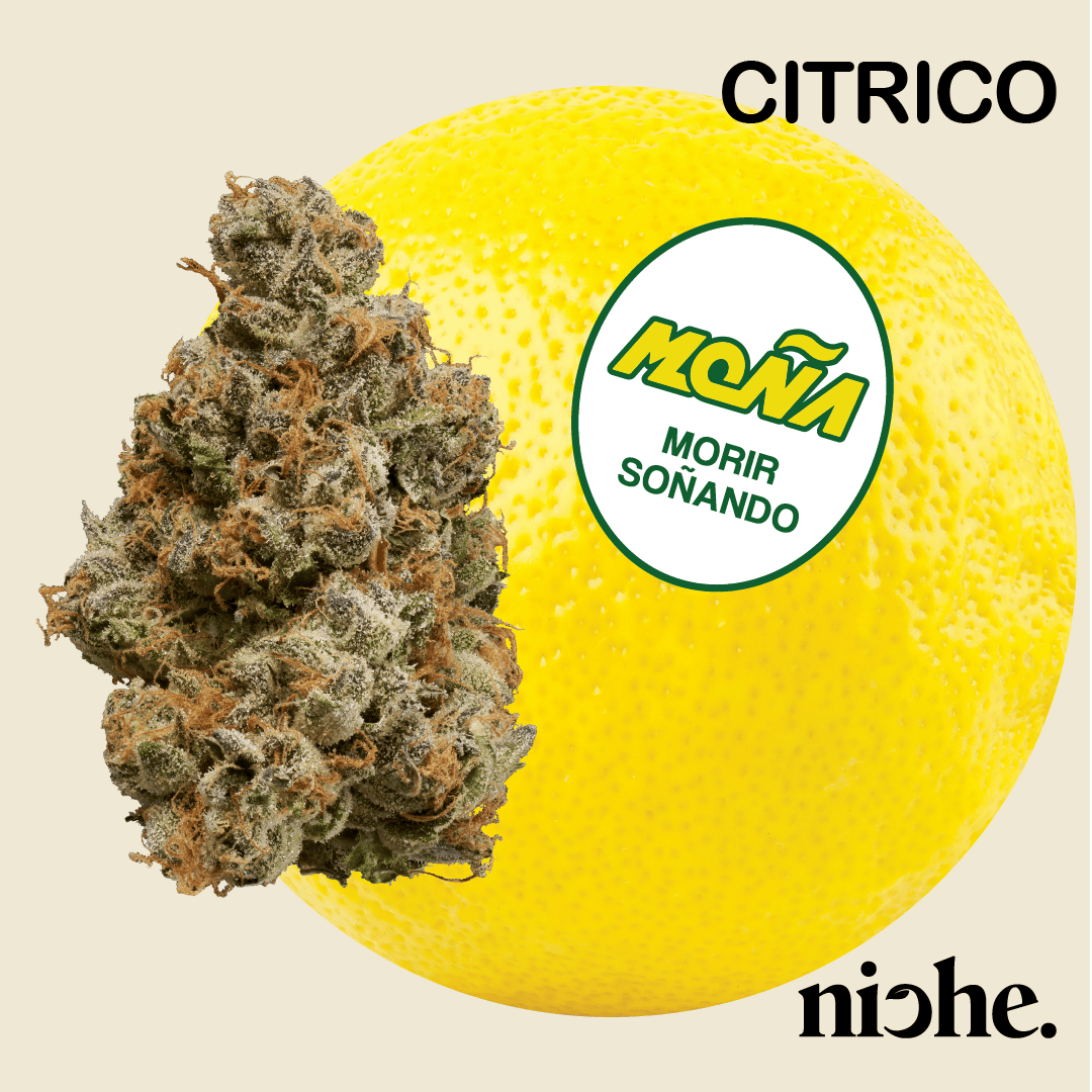 Moña Collab - Citrico | 3.5g by Niche