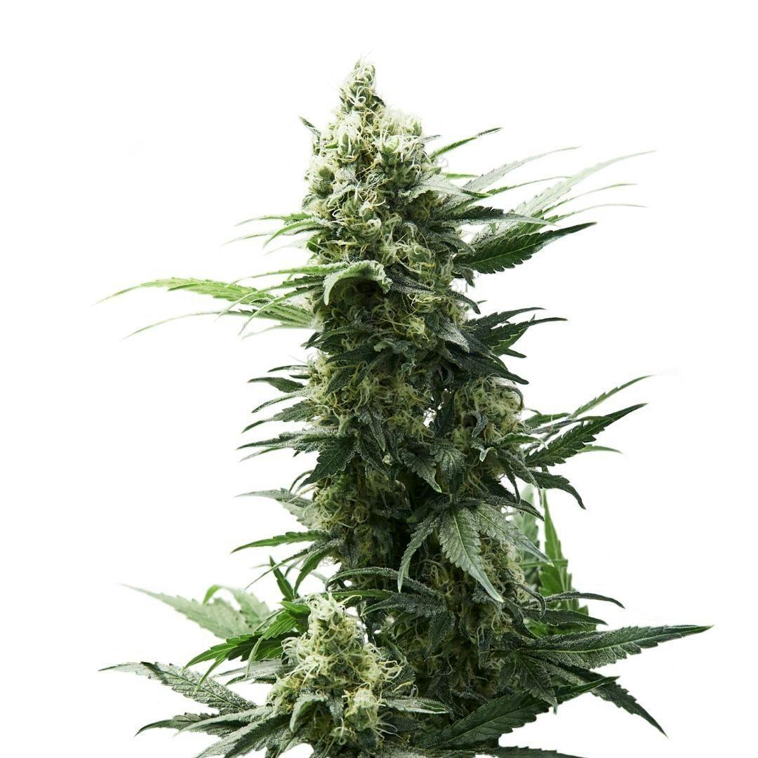 Chocolope | Feminized Seeds | 5 Pack