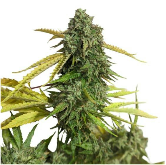 OG Kush | Feminized Seeds | 5 Pack