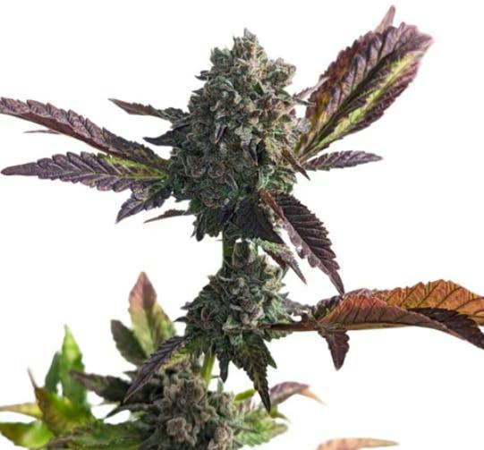 Grandaddy Purps | Feminized Seeds | 5 Pack