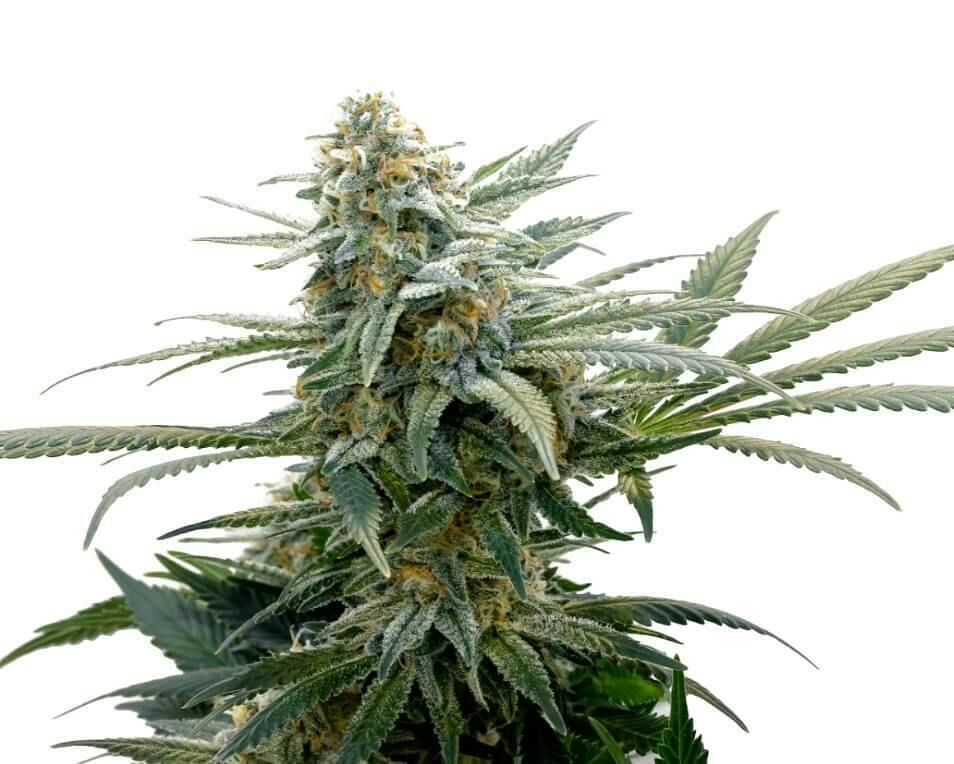 Bubba Cheese | Feminized Seeds | 5 Pack