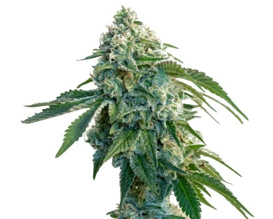 Garlic Cookies | Feminized Seeds | 5 Pack