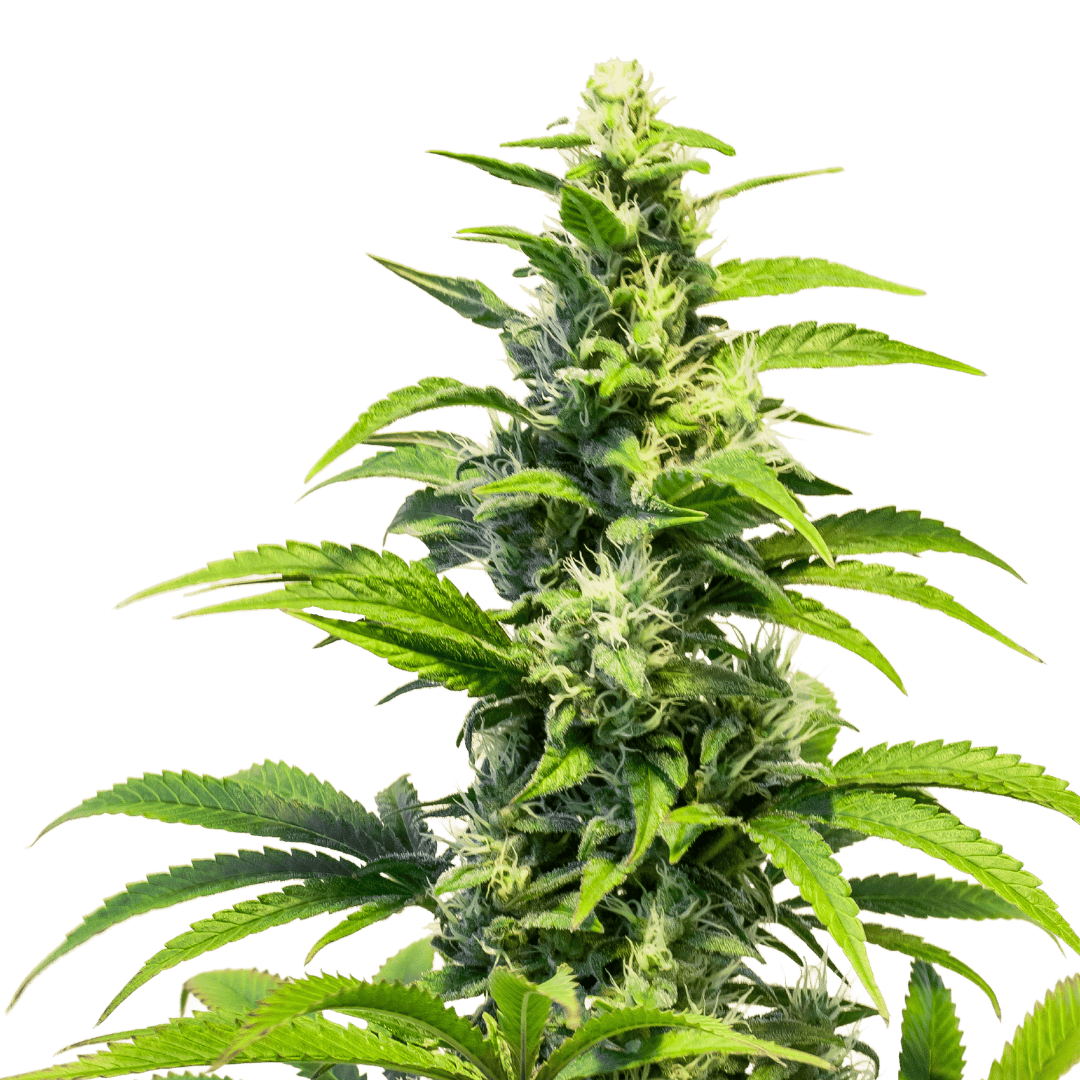 Power Kush | Feminized Seeds | 4 Pack