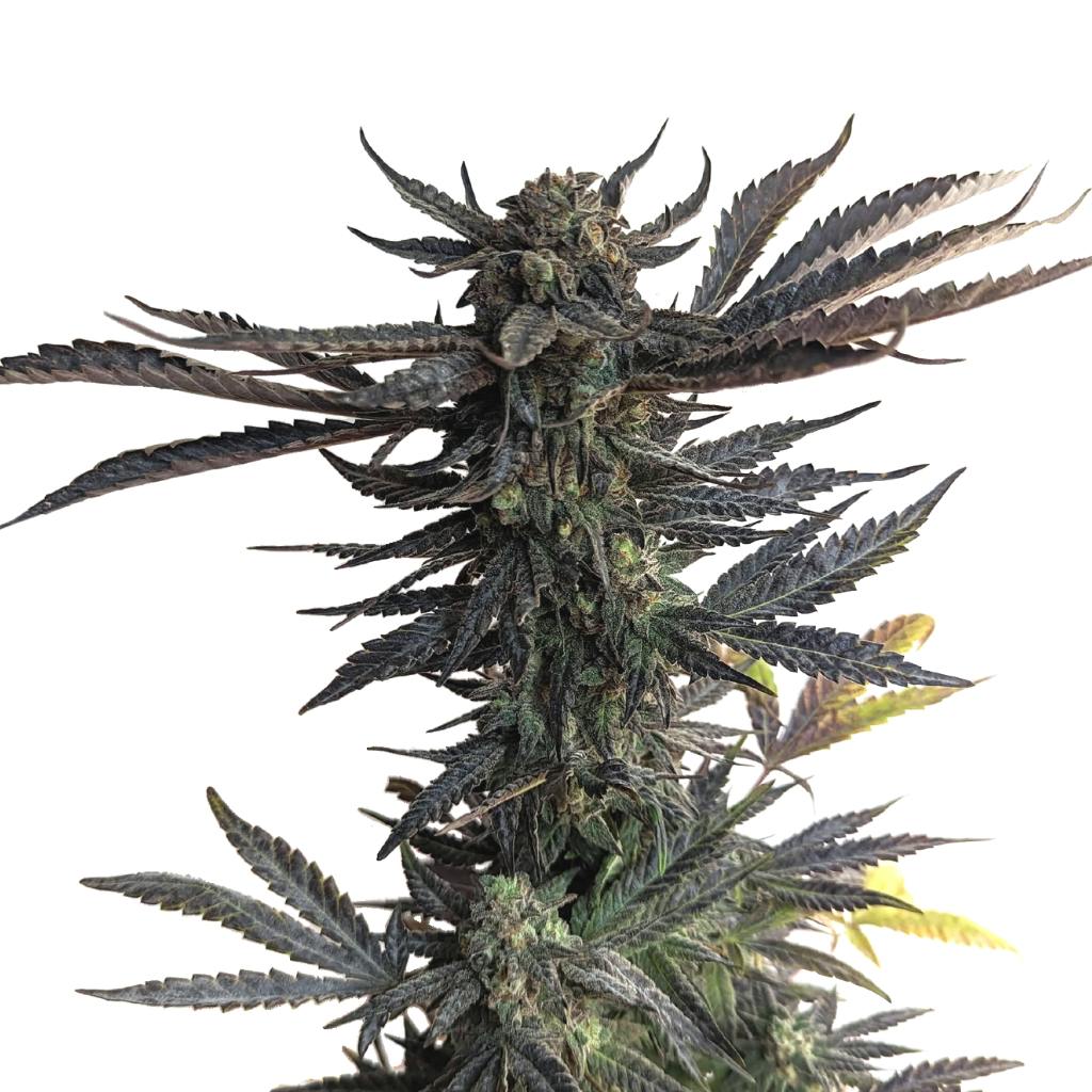Black Cherry Punch | Feminized Seeds | 5 Pack