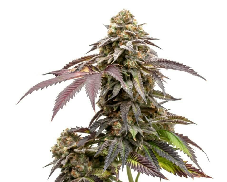 Mango CBD 1:1 | Feminized Seeds | 5 Pack