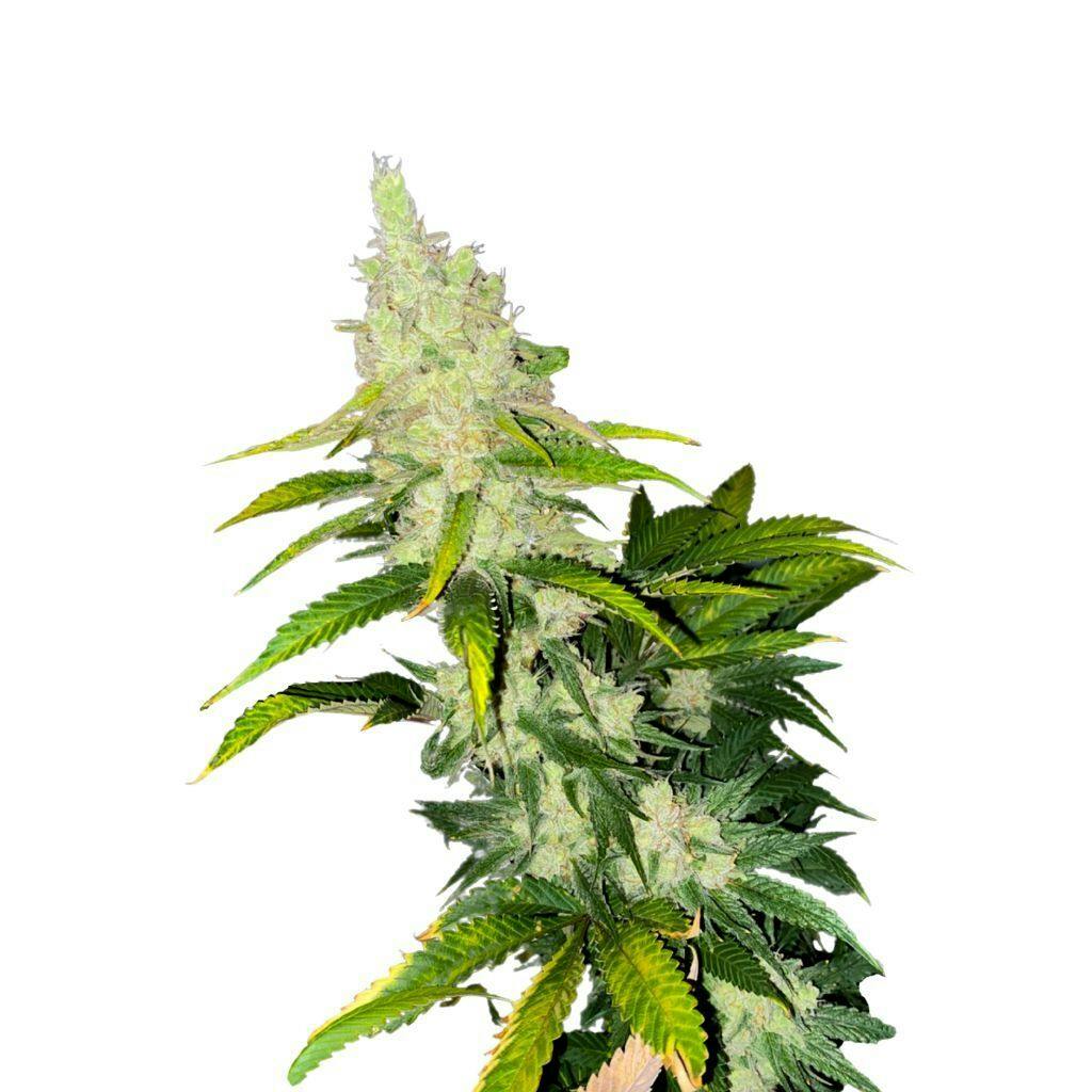 Kush Cookies | Feminized Seeds | 5 Pack