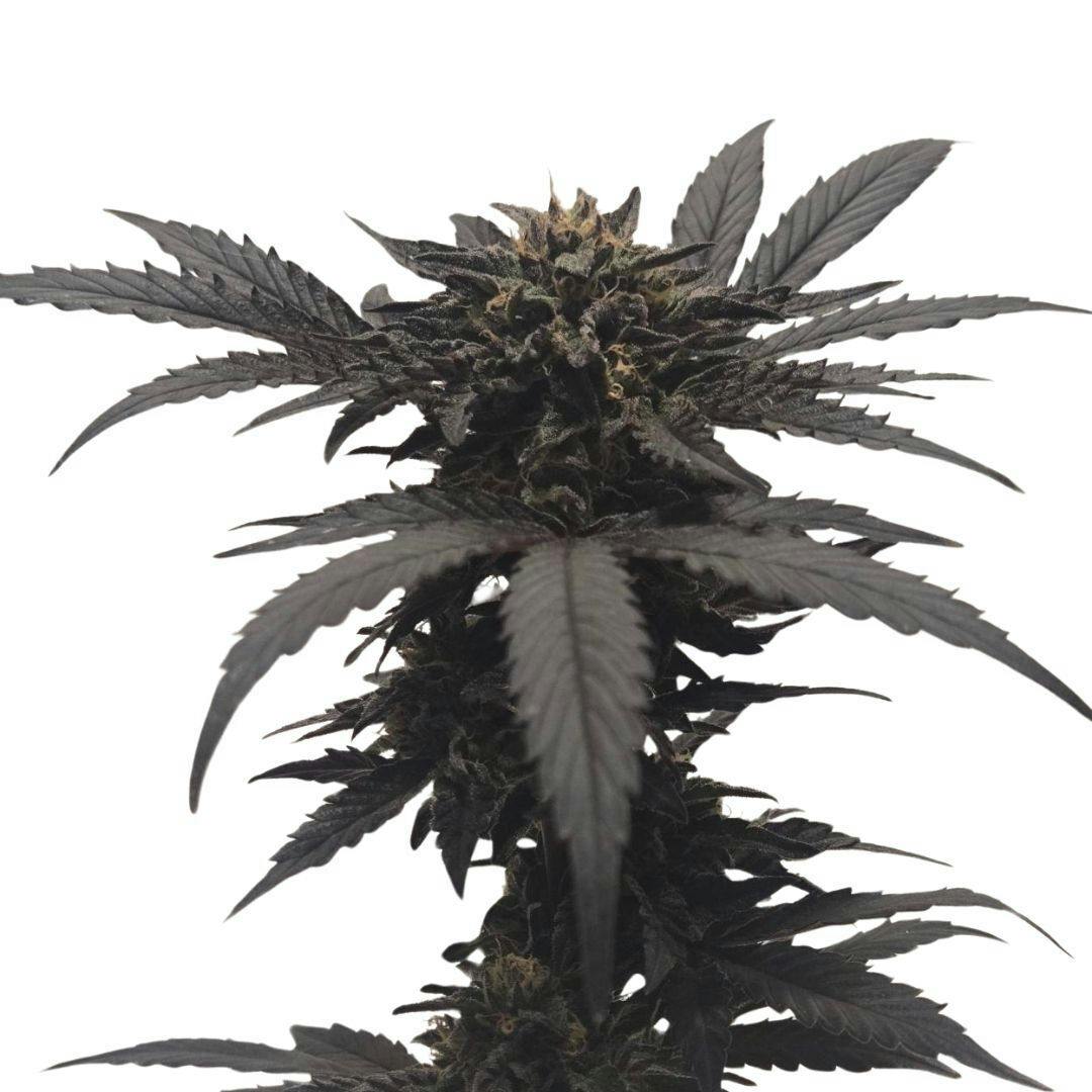 Chocolate Kush | Feminized Seeds | 5 Pack