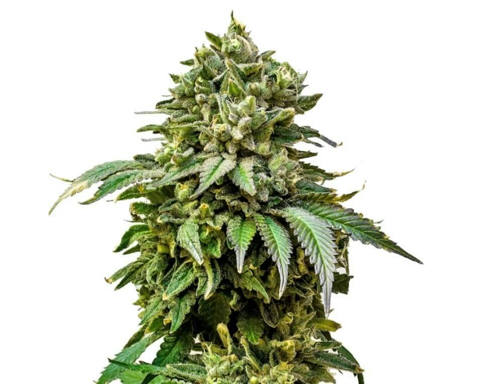 Chocolate Cake | Feminized Seeds | 5 Pack
