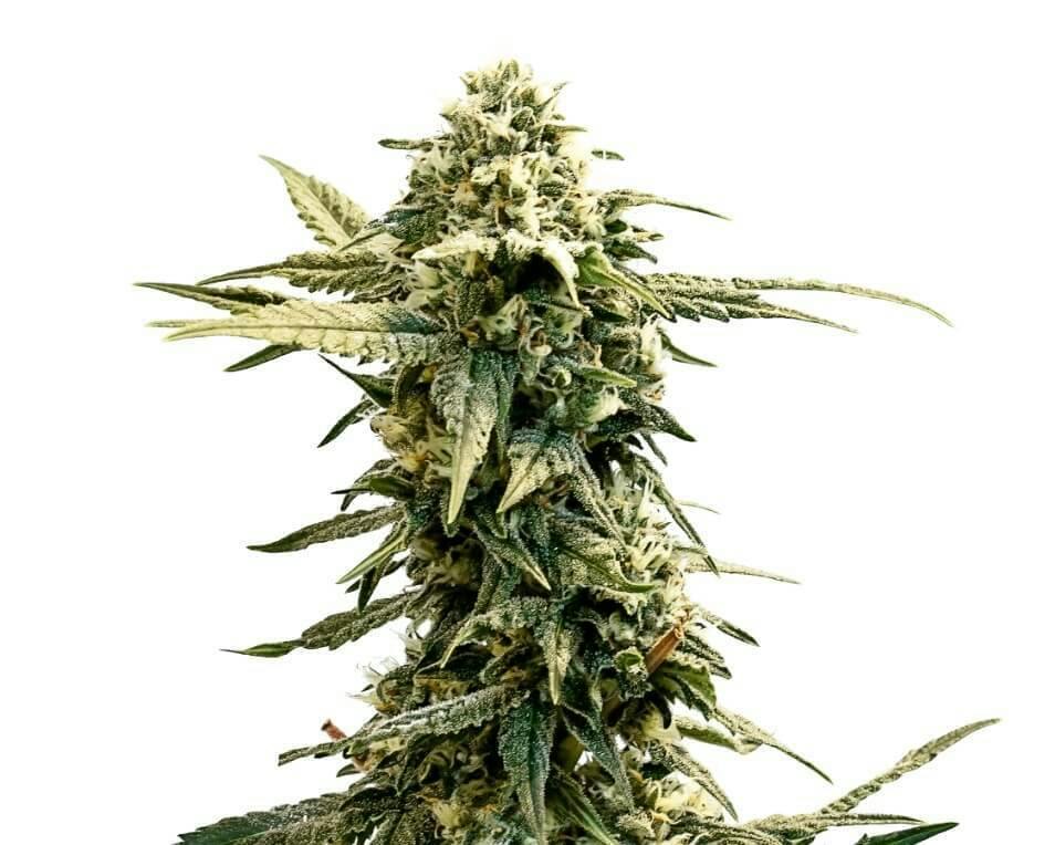 AK-47 x UK Cheese | Feminized Seeds | 5 Pack