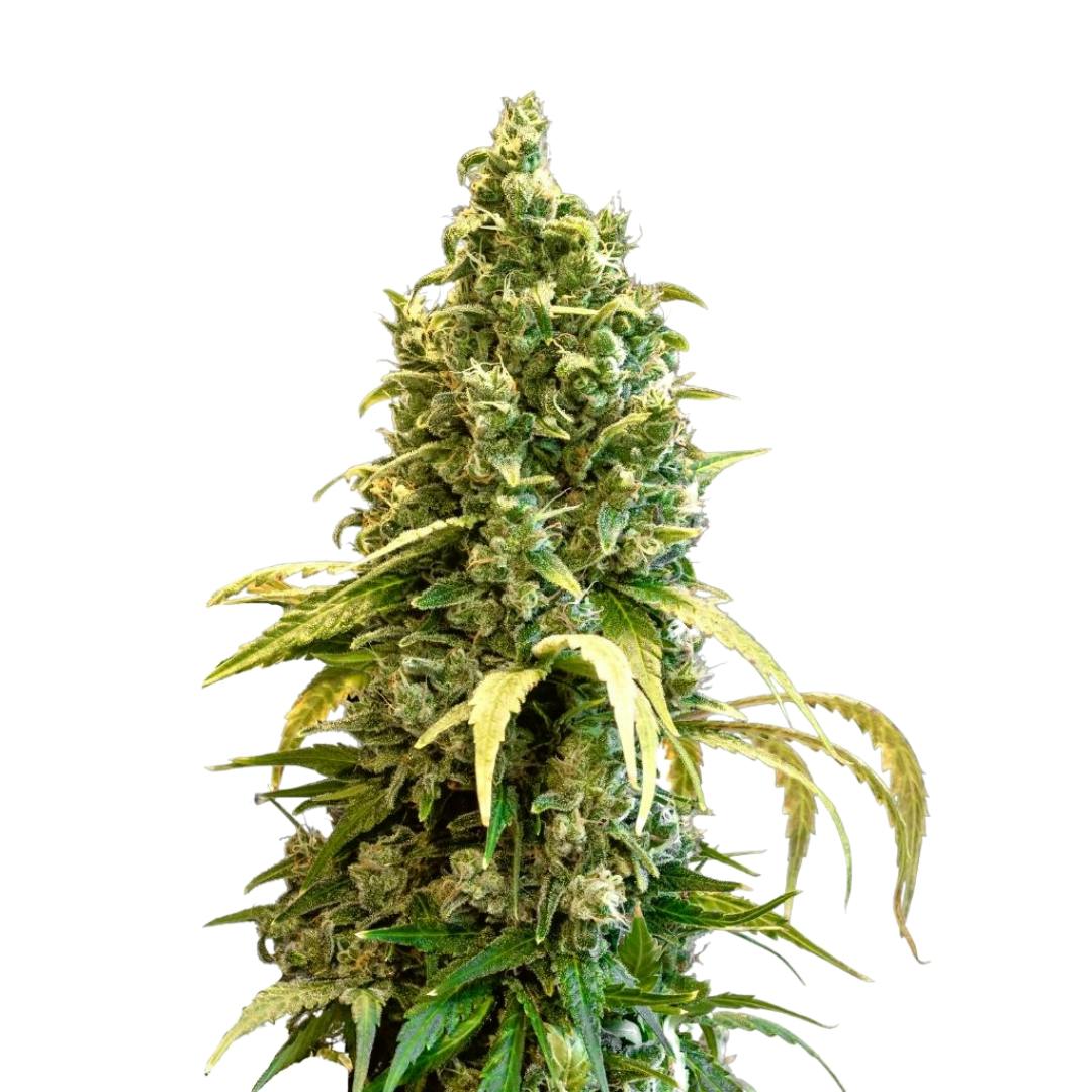 Acapulco Gold | Feminized Seeds | 5 Pack