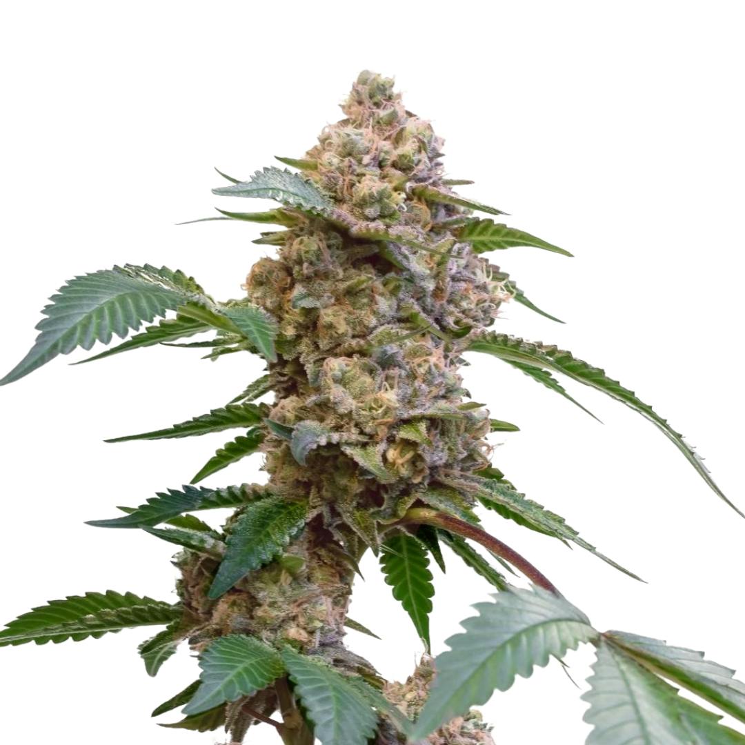 Pink Kush | Feminized Seeds | 5 Pack