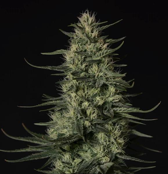 Punch Pie | Feminized Seeds | 3 Pack at higherplace