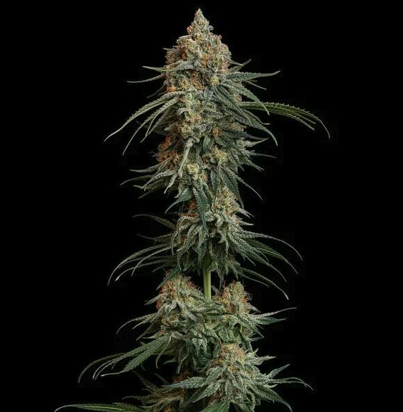 Granddaddy Purple | Feminized Seeds | 3 Pack at Green Degree Clapp Wasilla
