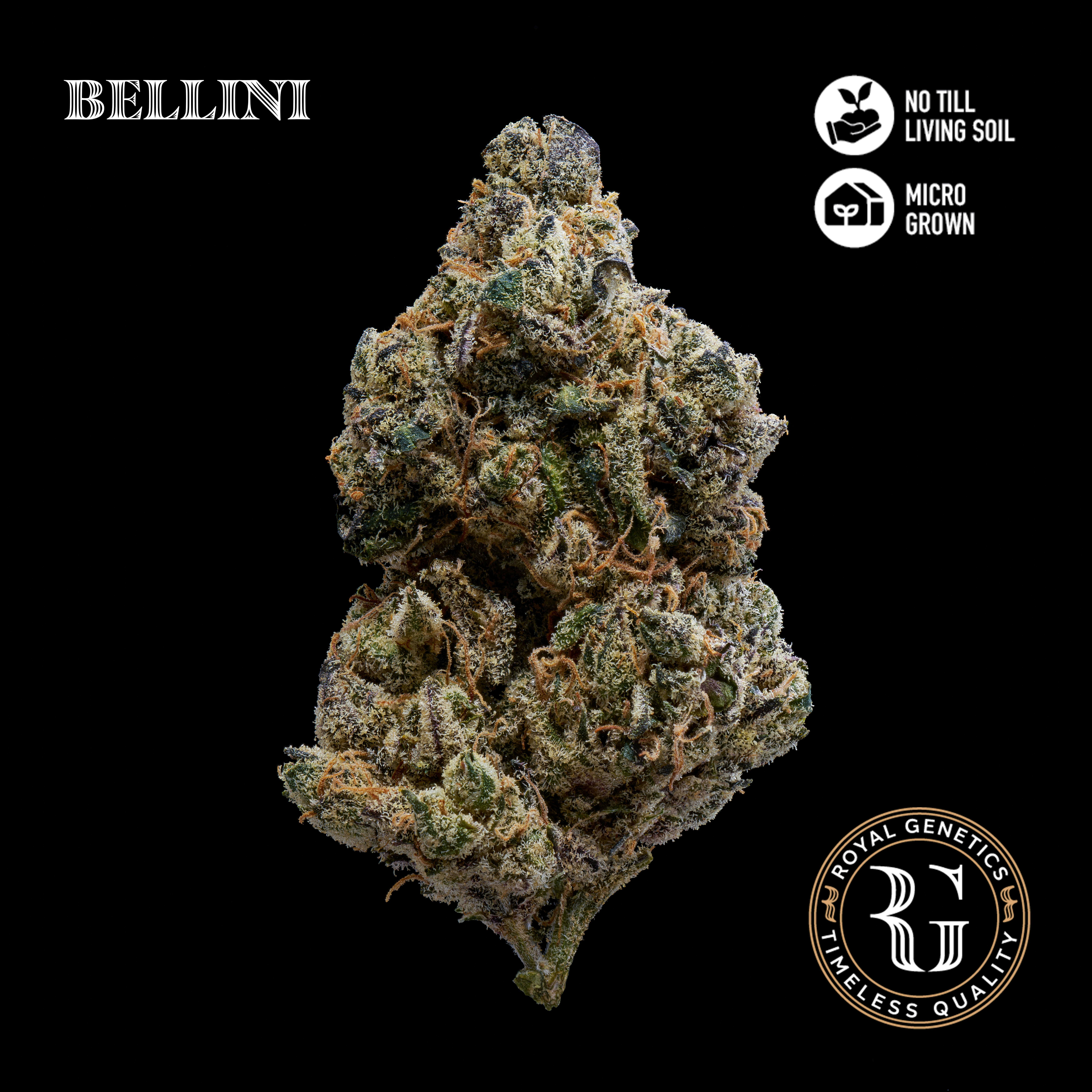 Bellini 3.5g Flower Jar by Royal Genetics