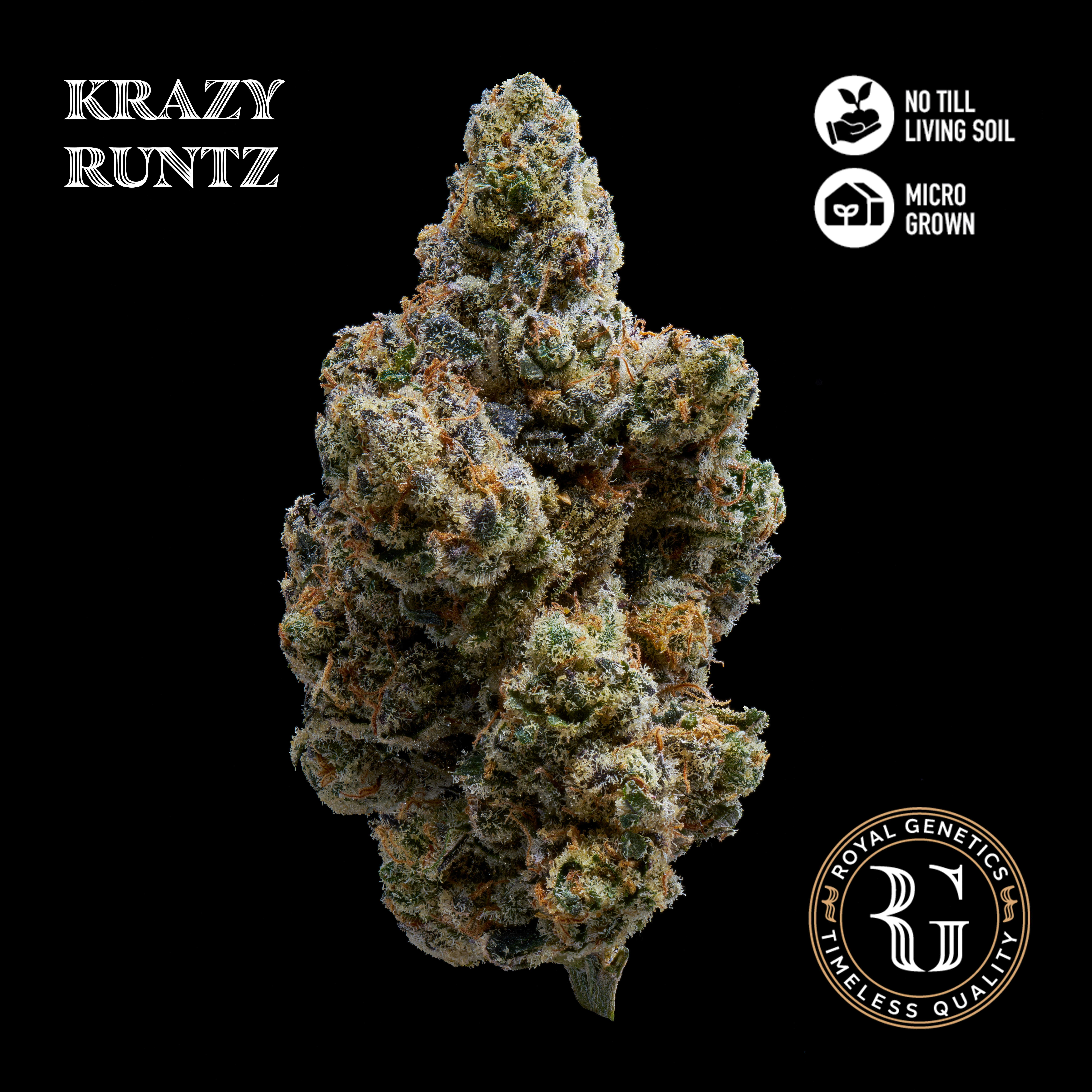 Krazy Runtz 3.5g Flower Jar by Royal Genetics