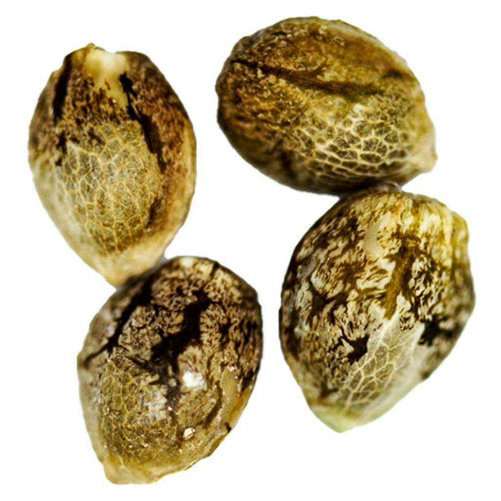 Black Domina | Feminized Seeds | 4 Pack